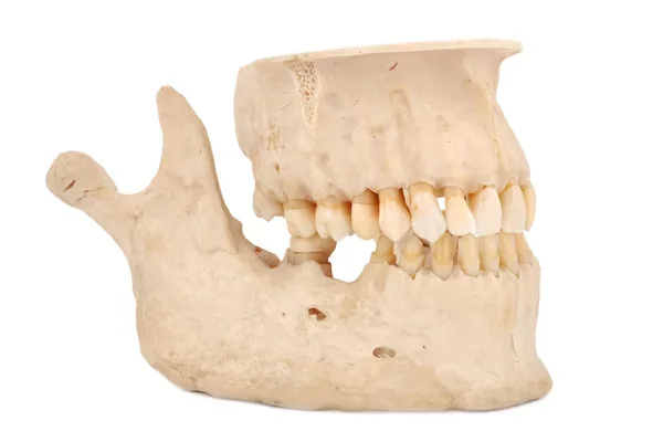 Funciones del hueso maxilar
